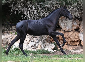 Menorquín, Yegua, 1 año, 160 cm, Negro