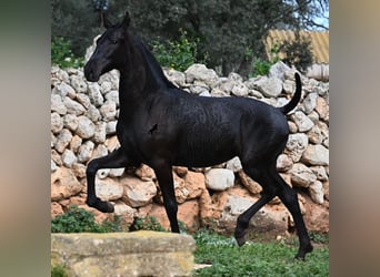 Menorquín, Yegua, 1 año, 160 cm, Negro