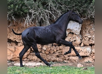 Menorquín, Yegua, 1 año, 160 cm, Negro