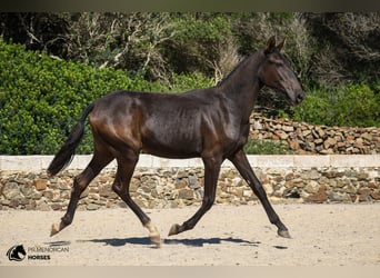 Menorquín, Yegua, 1 año, 160 cm, Negro