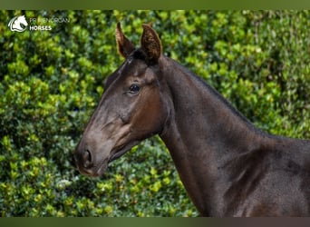 Menorquín, Yegua, 1 año, 160 cm, Negro