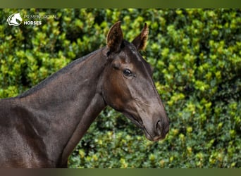 Menorquín, Yegua, 1 año, 160 cm, Negro