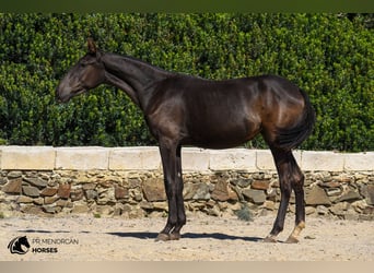 Menorquín, Yegua, 1 año, 160 cm, Negro