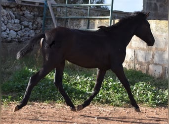 Menorquín, Yegua, 1 año, 160 cm, Negro