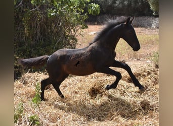 Menorquín Mestizo, Yegua, 1 año, 160 cm, Negro
