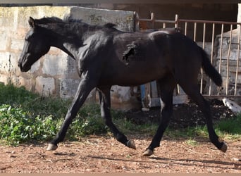 Menorquín, Yegua, 1 año, 160 cm, Negro