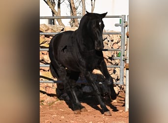 Menorquín, Yegua, 1 año, 160 cm, Negro