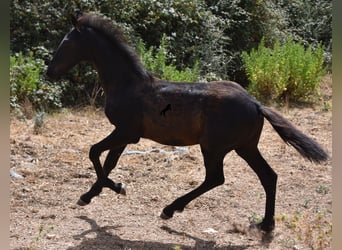 Menorquín Mestizo, Yegua, 1 año, 160 cm, Negro