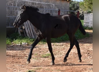 Menorquín, Yegua, 1 año, 160 cm, Negro