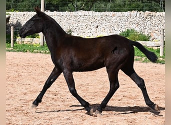 Menorquín, Yegua, 1 año, 160 cm, Negro