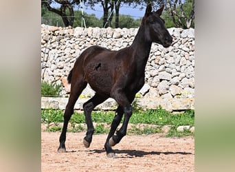 Menorquín, Yegua, 1 año, 160 cm, Negro