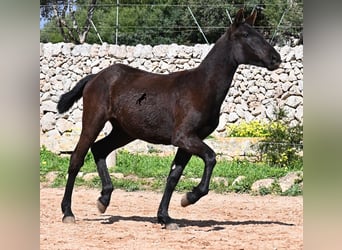 Menorquín, Yegua, 1 año, 160 cm, Negro