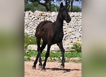 Menorquín, Yegua, 1 año, 160 cm, Negro