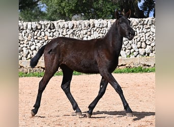 Menorquín, Yegua, 1 año, 160 cm, Negro