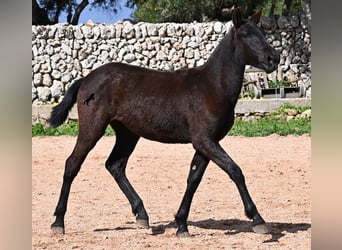 Menorquín, Yegua, 1 año, 160 cm, Negro