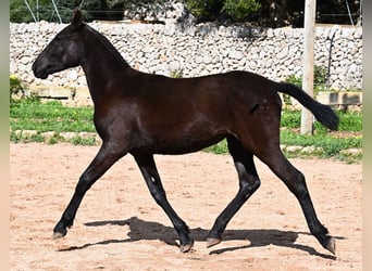 Menorquín, Yegua, 1 año, 160 cm, Negro