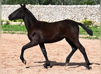 Menorquín, Yegua, 1 año, 160 cm, Negro