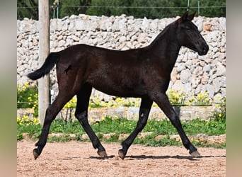 Menorquín, Yegua, 1 año, 160 cm, Negro