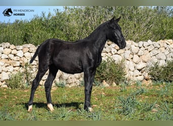 Menorquín, Yegua, 1 año, 160 cm, Negro