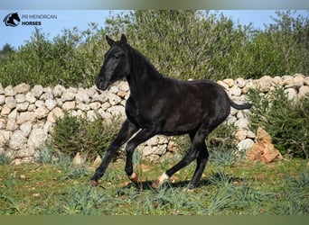 Menorquín, Yegua, 1 año, 160 cm, Negro