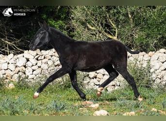 Menorquín, Yegua, 1 año, 160 cm, Negro