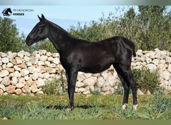 Menorquín, Yegua, 1 año, 160 cm, Negro