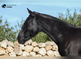 Menorquín, Yegua, 1 año, 160 cm, Negro