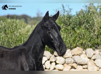 Menorquín, Yegua, 1 año, 160 cm, Negro