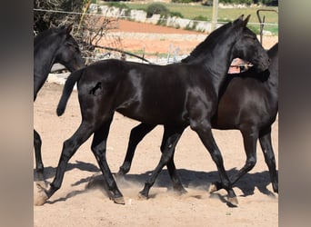 Menorquín, Yegua, 1 año, 160 cm, Negro