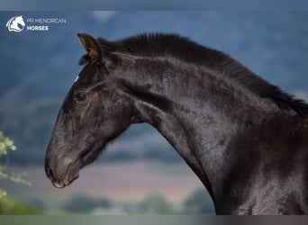 Menorquín, Yegua, 1 año, 162 cm, Negro