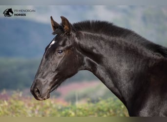 Menorquín, Yegua, 1 año, 162 cm, Negro