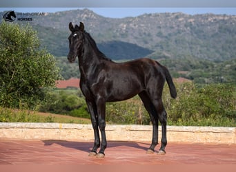 Menorquín, Yegua, 1 año, 162 cm, Negro