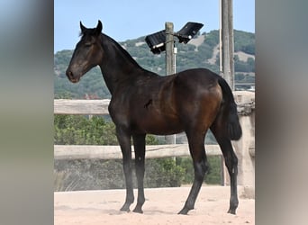 Menorquín, Yegua, 1 año, 162 cm, Negro