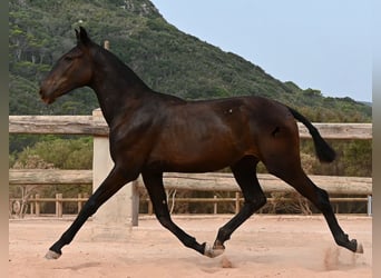 Menorquín, Yegua, 1 año, 162 cm, Negro