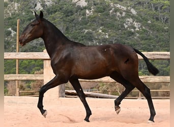 Menorquín, Yegua, 1 año, 162 cm, Negro