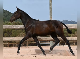Menorquín, Yegua, 1 año, 162 cm, Negro