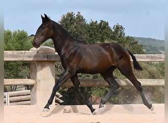 Menorquín, Yegua, 1 año, 162 cm, Negro