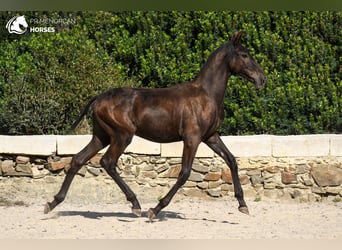 Menorquín, Yegua, 1 año, 162 cm, Negro