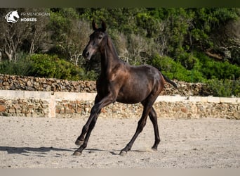 Menorquín, Yegua, 1 año, 162 cm, Negro