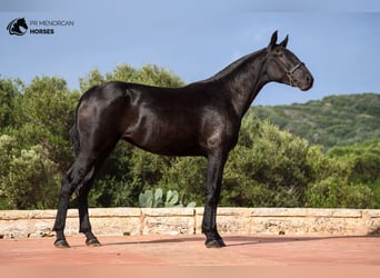 Menorquín, Yegua, 1 año, 162 cm, Negro