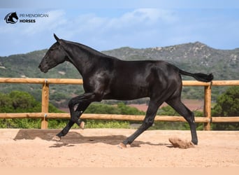 Menorquín, Yegua, 1 año, 162 cm, Negro