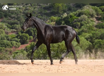 Menorquín, Yegua, 1 año, 162 cm, Negro