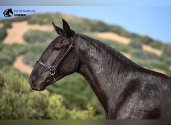 Menorquín, Yegua, 1 año, 162 cm, Negro