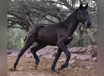 Menorquín, Yegua, 1 año, 162 cm, Negro