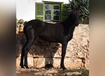 Menorquín, Yegua, 1 año, 162 cm, Negro