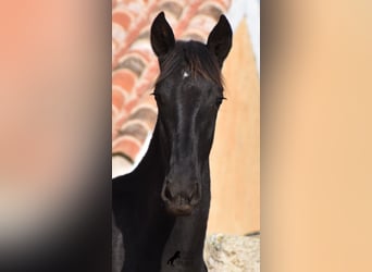 Menorquín, Yegua, 1 año, 162 cm, Negro