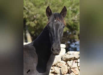 Menorquín, Yegua, 1 año, 162 cm, Negro