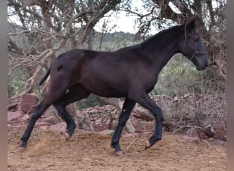 Menorquín, Yegua, 1 año, 162 cm, Negro