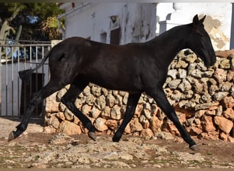 Menorquín, Yegua, 1 año, 162 cm, Negro