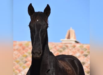 Menorquín, Yegua, 1 año, 162 cm, Negro